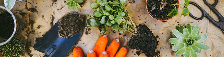 Plant Care & Handling
