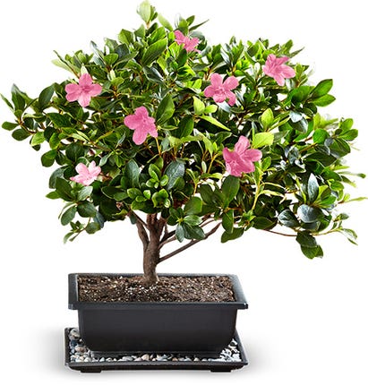 Azalea Bonsai