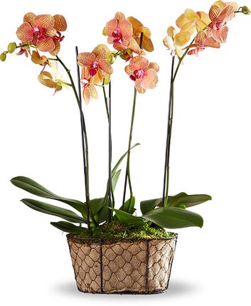 Orchid Plants