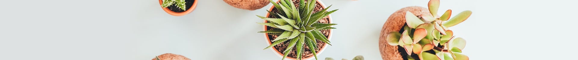 Plant of the Month Club