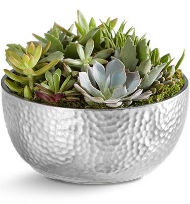 Grand Succulent Garden