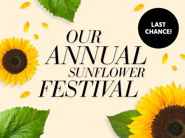 Sunflower Festival
