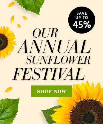 Sunflower Festival