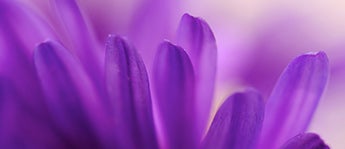 September Birth Flower