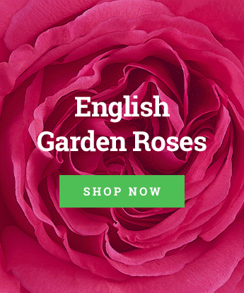 Garden Roses
