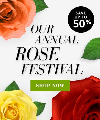 Rose Festival