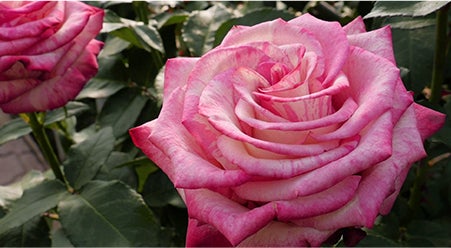 Personalize Your Video Calls