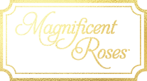 Magnificent Roses