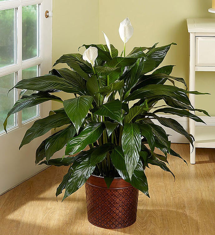 Spathiphyllum Floor Plant