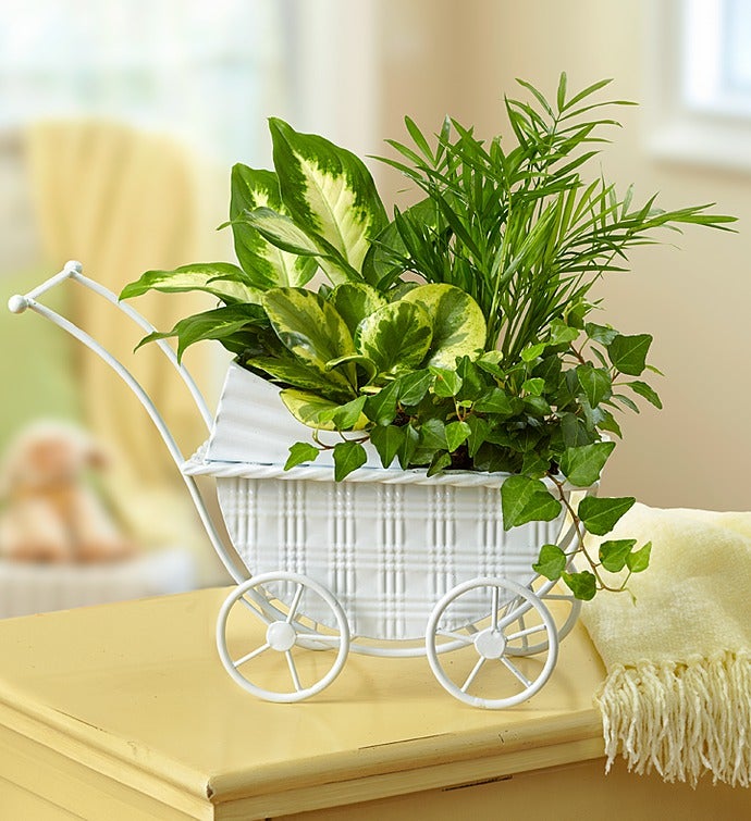 Baby Stroller Dish Garden