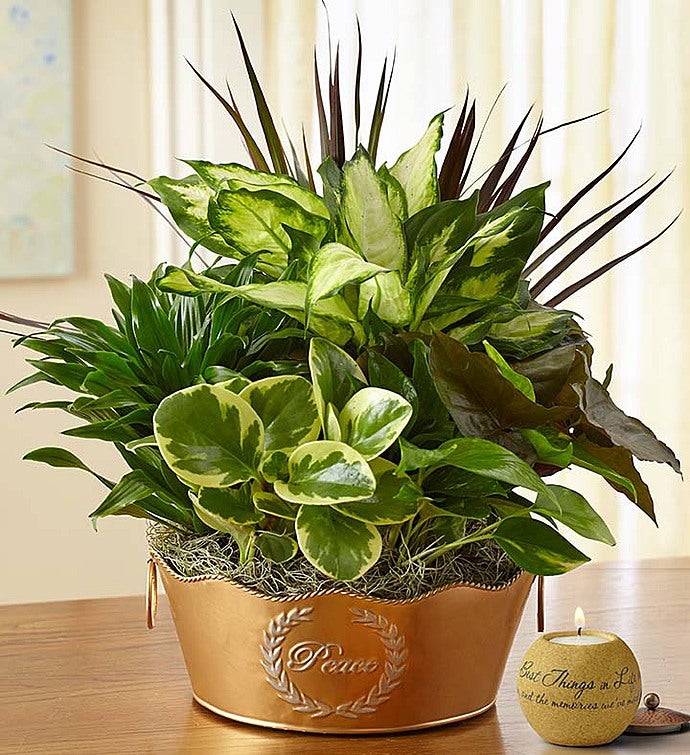 Peaceful Wishes Dish Garden