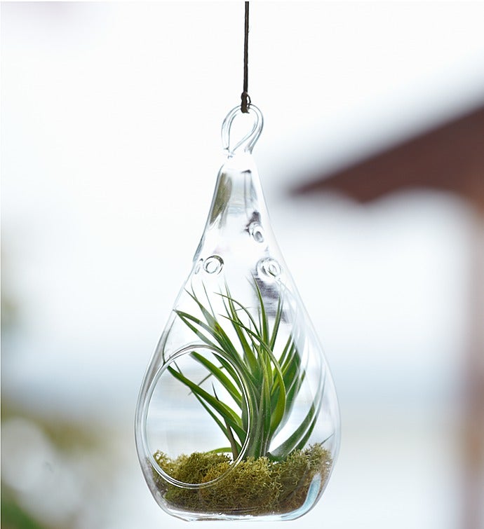 Airplant Terrarium