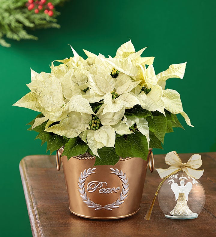 Peace on Earth White Poinsettia
