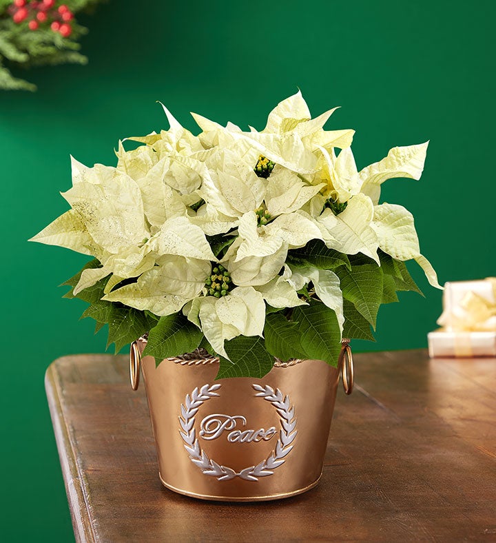 Peace on Earth White Poinsettia