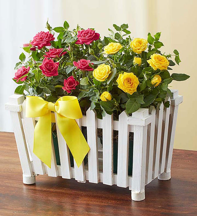 Charming Rose Garden