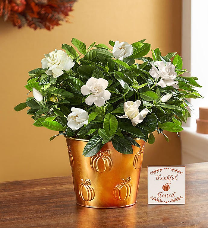 Autumn Elegance Gardenia Plant