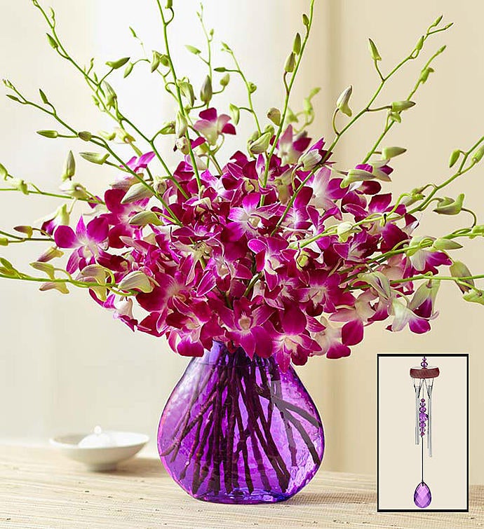 Exotic Breeze™ Orchids