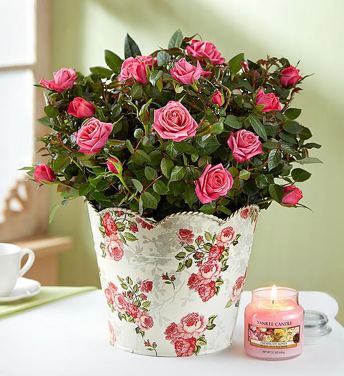 In Loving Memory Classic Rose Plant