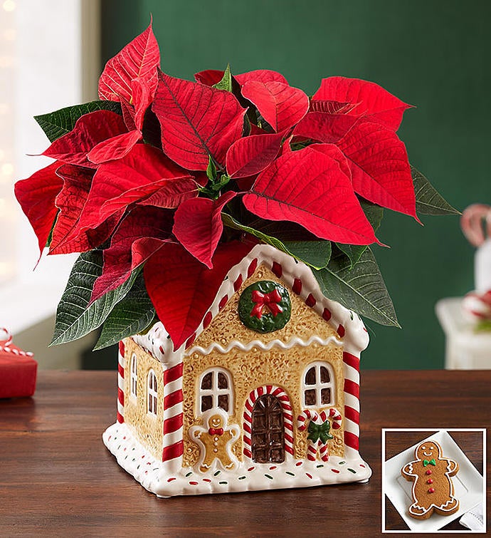 Gingerbread House Poinsettia Plant