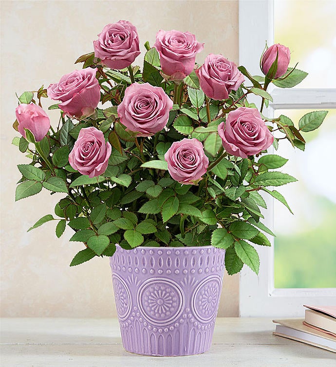 Lavish Lavender Rose Plant 