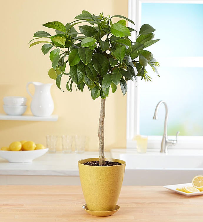 Meyer Lemon Tree