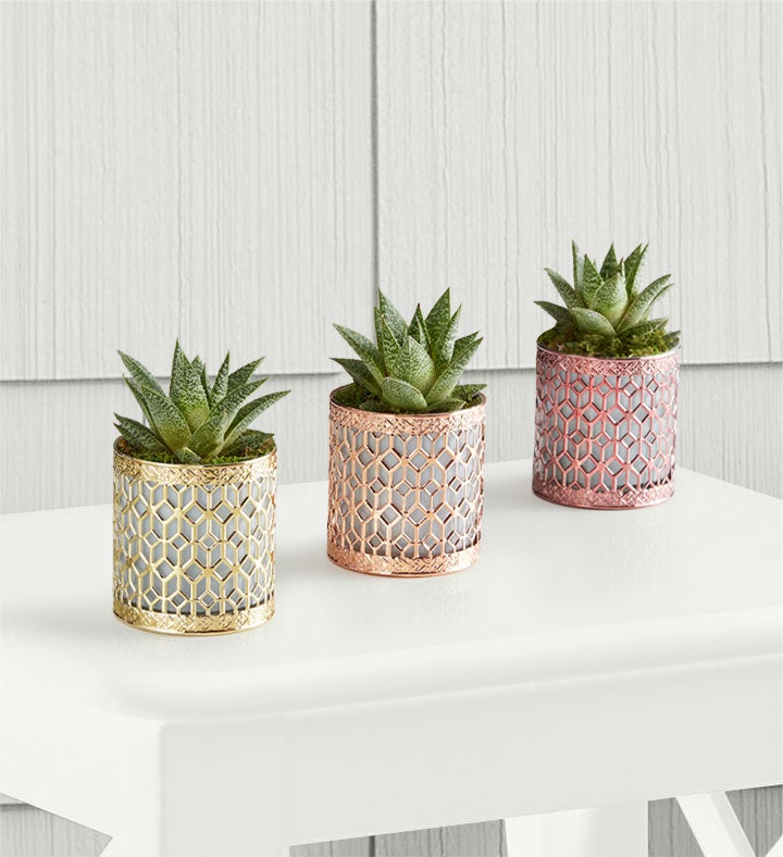 Metallic Succulent Trio