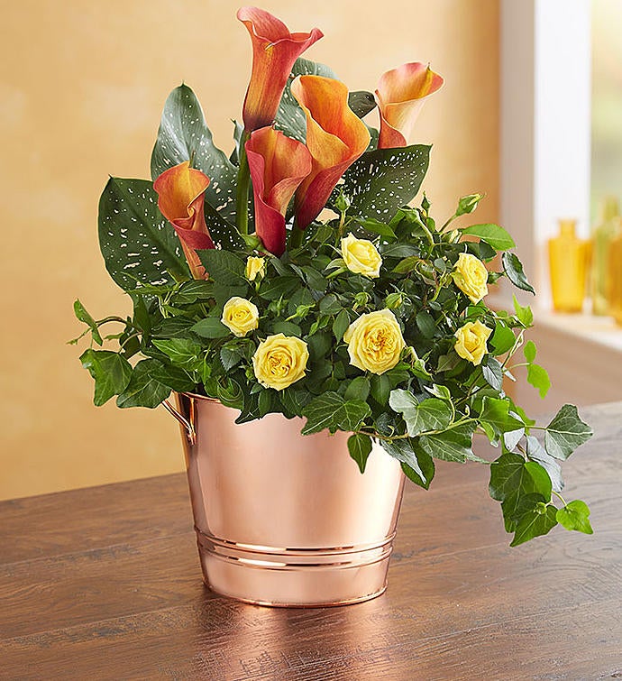 Fall Garden Trio Plant