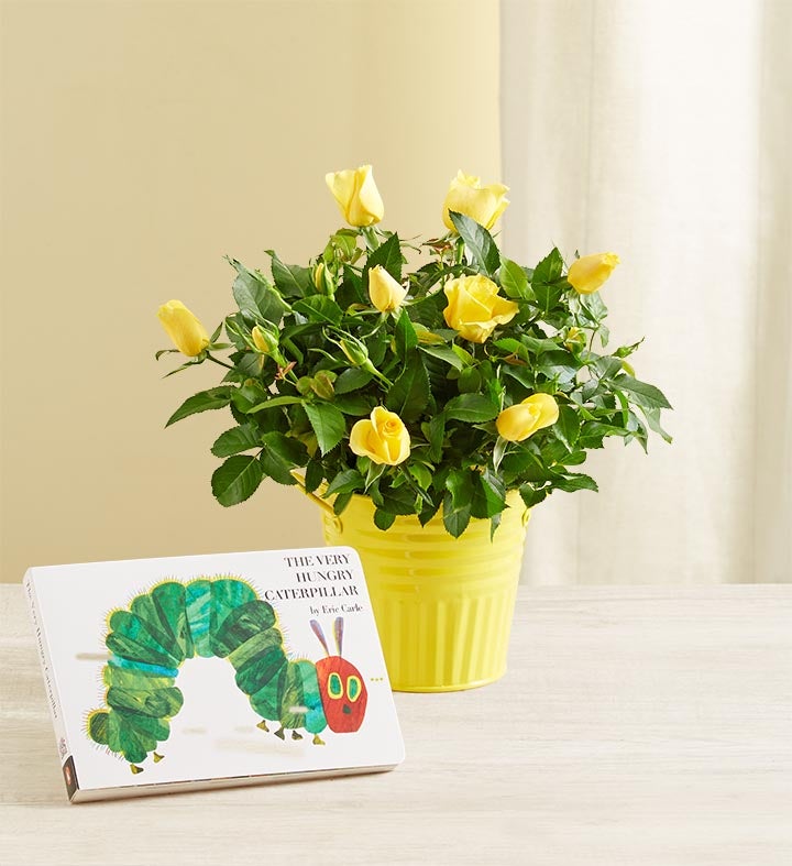 Hungry Caterpillar Gerbera Daisy