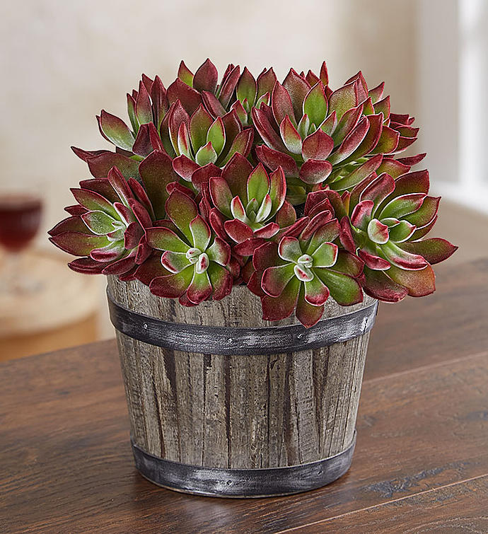 Devotion™ Echeveria