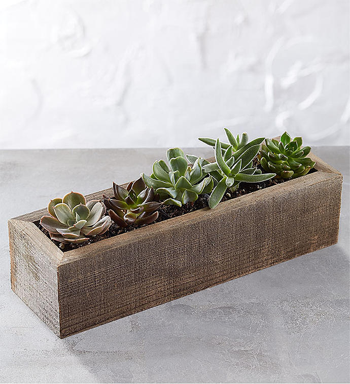 Mini Trough Succulents