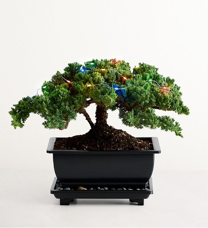 Merry Christmas Bonsai 