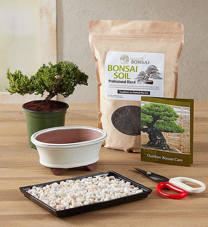 Bonsai Kit