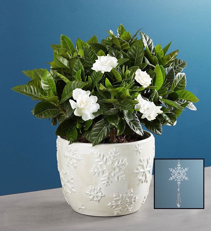 Winter White Elegant Gardenia Plant