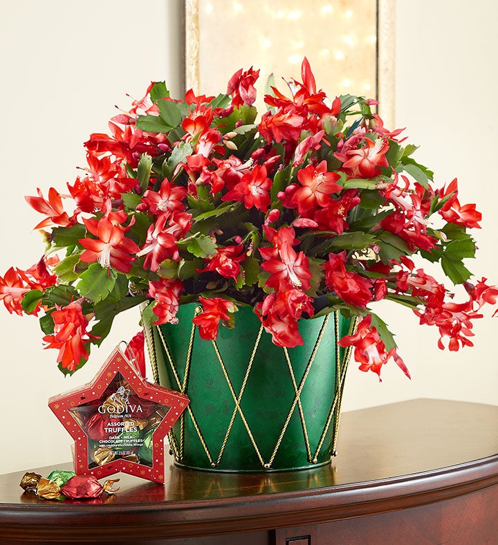 Christmas Cactus Plant