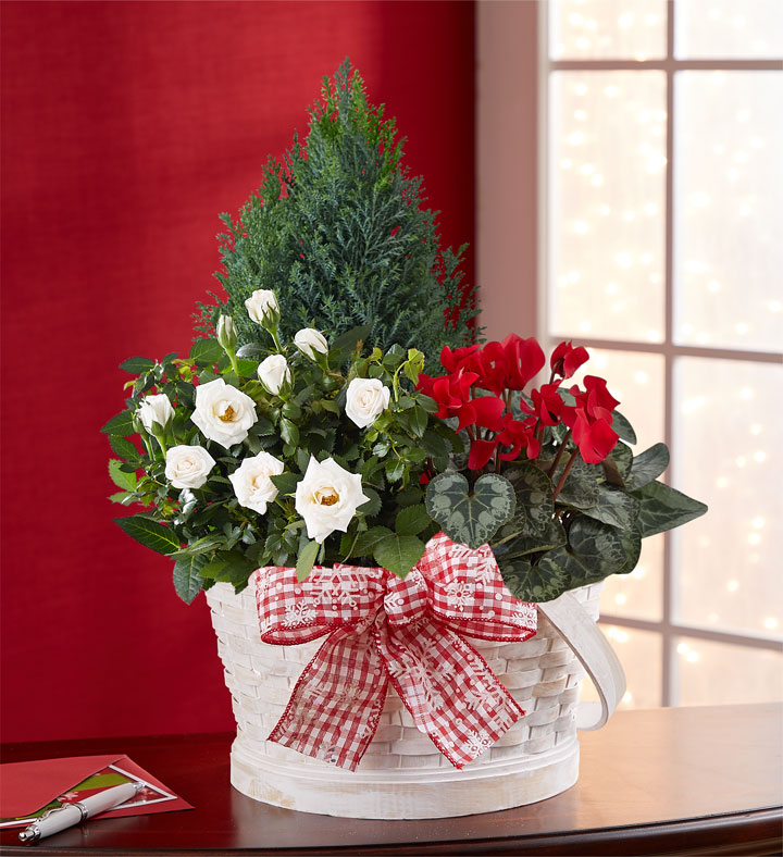 Christmas Wishes Mixed Garden