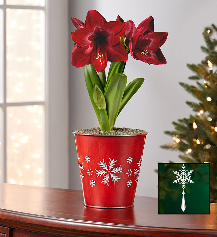 Shimmering Snowflake Amaryllis
