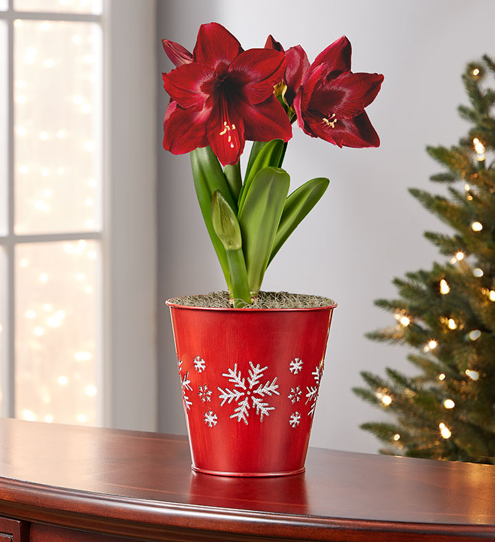 Shimmering Snowflake Amaryllis