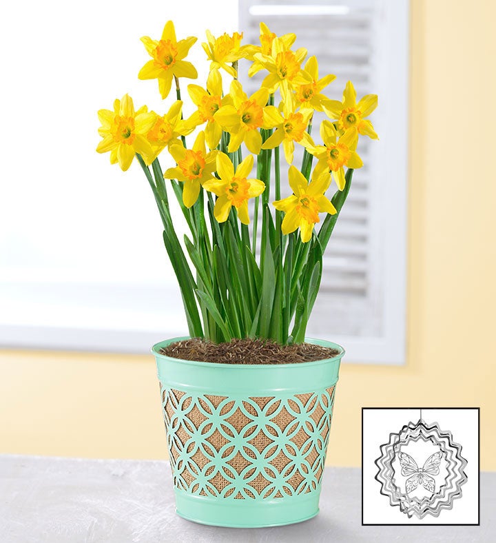 Delightful Daffodil Bulbs + Free Suncatcher