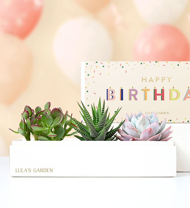 Happy Birthday Succulents by Lula's Garden