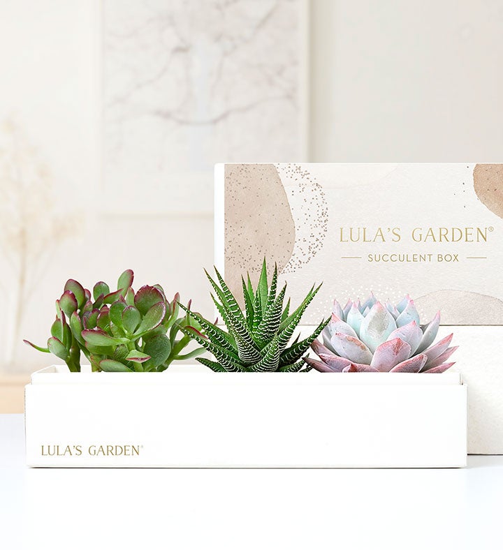 Succulents by Lula's Garden