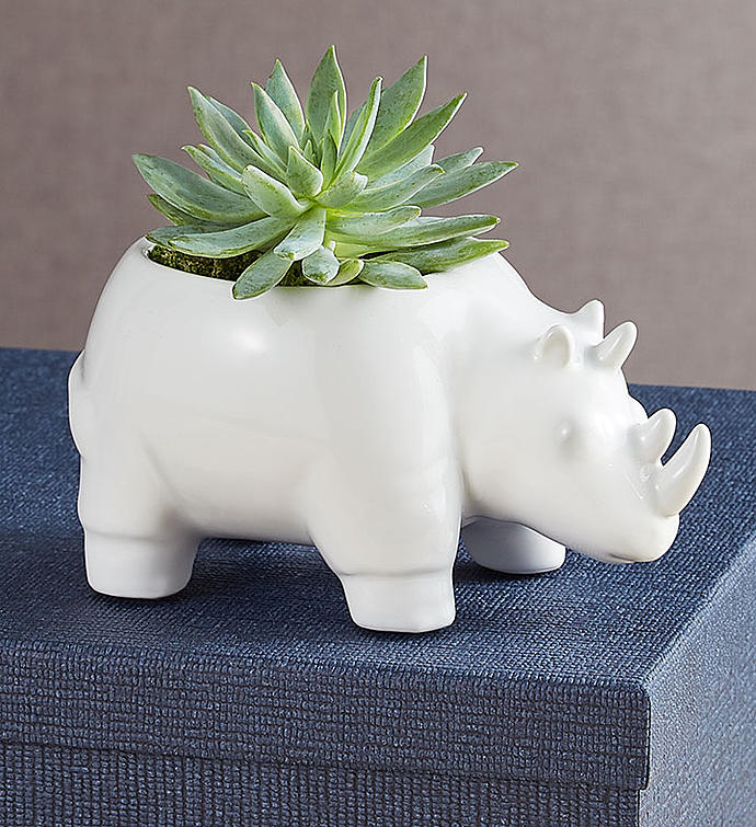 Safari Animal Succulents