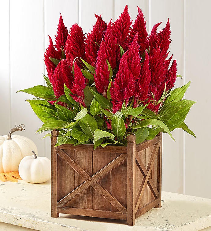 Rustic Fall Celosia
