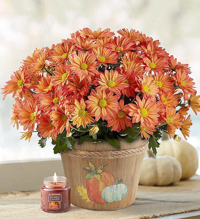 Pumpkin Patch Mum Plant