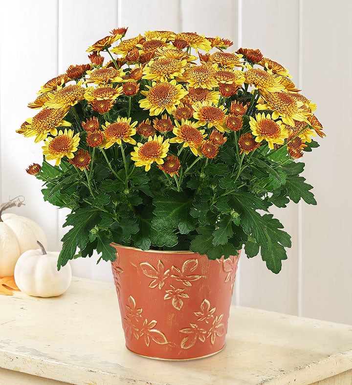 Festive Fall Mum