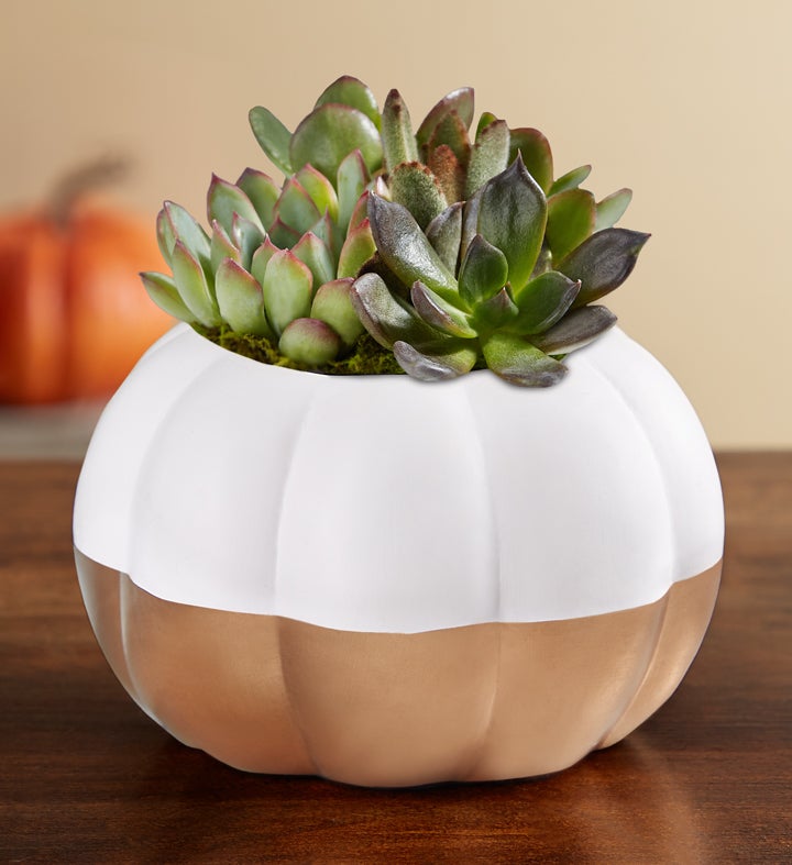 Pumpkin Succulent Garden