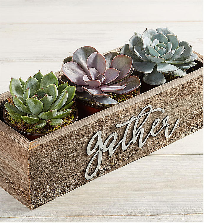 Autumn Gathering Succulents