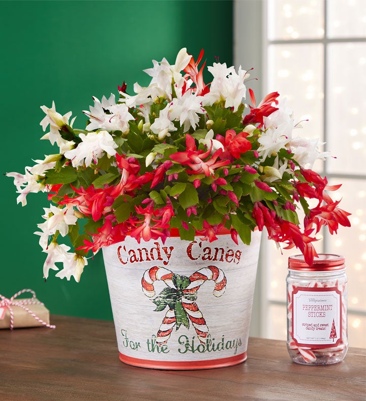 Candy Cane Christmas Cactus