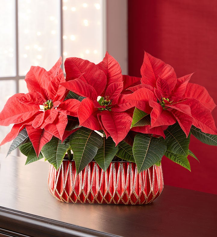 Mini Poinsettia Trio