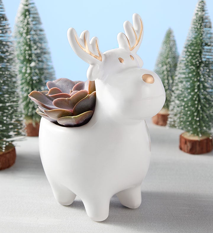 Holiday Reindeer Succulent