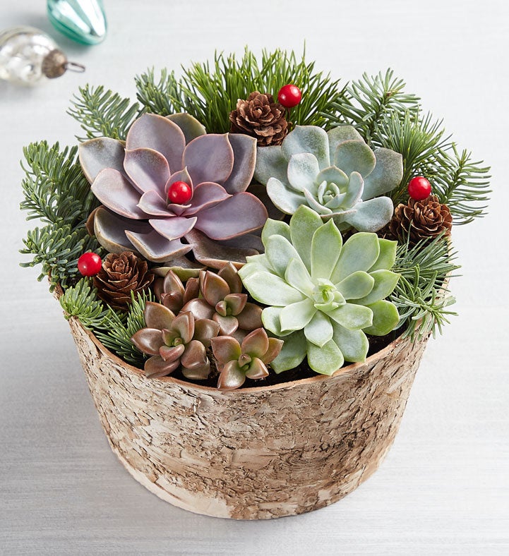Rustic Woodland Succulent Garden